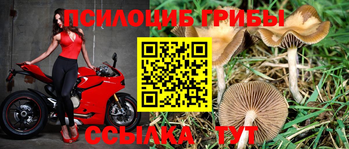Псилоцибиновые грибы мухоморы  что такое   Анапа  Вход с VPN  Псилоцибиновые грибы Psilocybine cubensis 